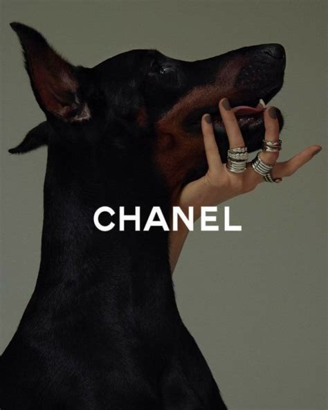 chanel doberman|Doberman Planet .